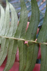 Blechnum punctulatum