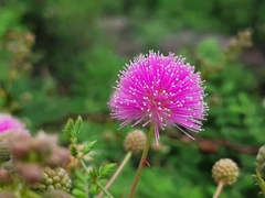 Mimosa hamata