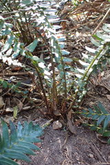 Blechnum punctulatum