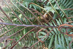 Blechnum punctulatum