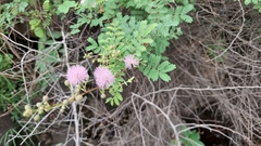 Mimosa hamata