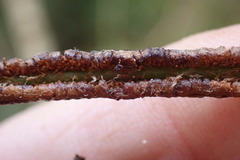 Blechnum punctulatum