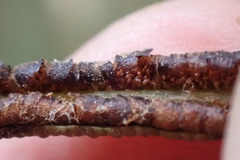 Blechnum punctulatum