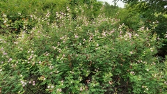 Mimosa hamata