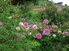 Mimosa hamata