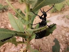 Epicauta segmenta