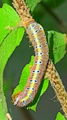 Argyrosticta decumana