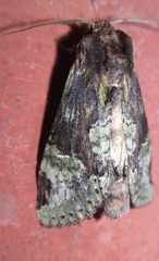 Chadisra bipars