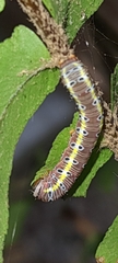 Argyrosticta decumana