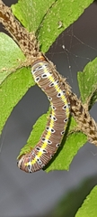 Argyrosticta decumana
