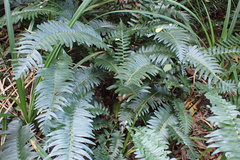Blechnum punctulatum punctulatum