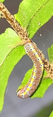 Argyrosticta decumana