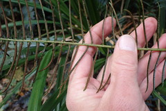 Blechnum punctulatum punctulatum