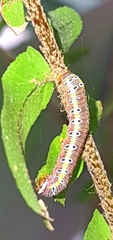 Argyrosticta decumana