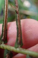 Blechnum punctulatum punctulatum