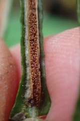 Blechnum punctulatum punctulatum