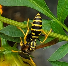 Polistes dominula
