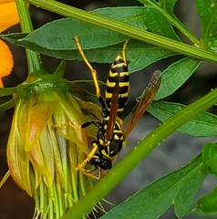Polistes dominula