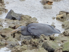 Egretta sacra