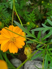 Polistes dominula