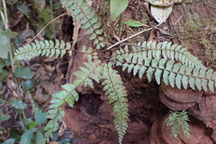 Asplenium erectum erectum