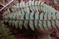Asplenium erectum erectum