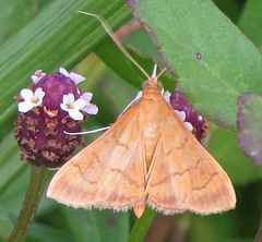 Pyrausta insignitalis