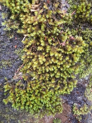 Racomitrium aquaticum