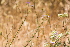 Erigeron filifolius