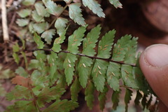 Asplenium erectum erectum
