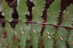 Asplenium erectum erectum