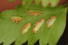 Asplenium erectum erectum