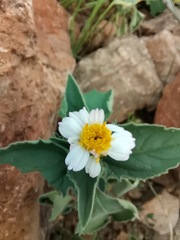 Tridax bicolor