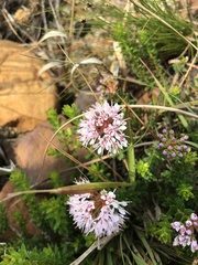 Agathosma ciliata
