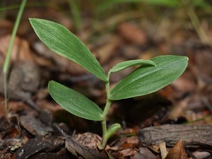 Cephalanthera damasonium