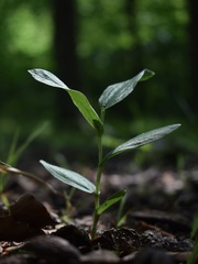 Cephalanthera damasonium