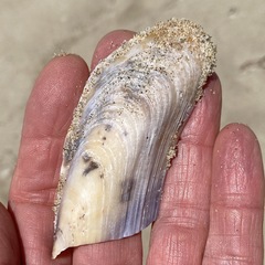 Modiolinae