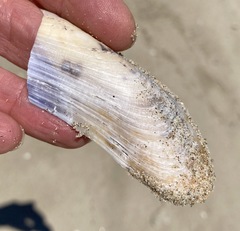 Modiolinae