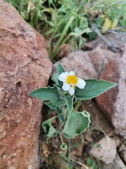 Tridax bicolor