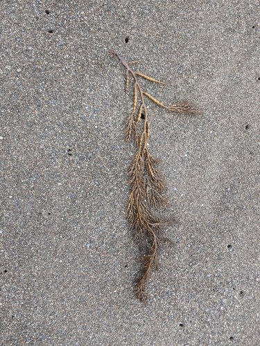 photo of Chain Bladder Kelp (Stephanocystis osmundacea)