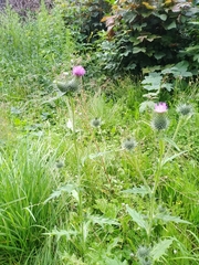 Cirsium vulgare