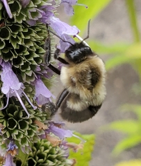 Bombus impatiens