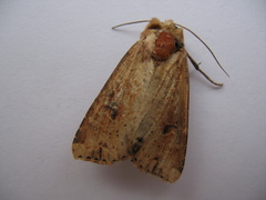 Apamea inficita