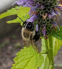 Bombus impatiens