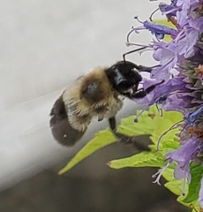 Bombus impatiens