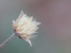 Cephalanthera damasonium