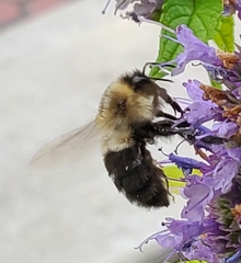 Bombus impatiens
