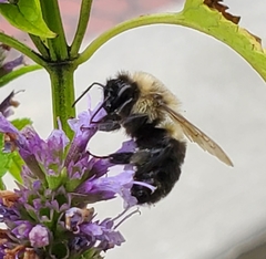 Bombus impatiens