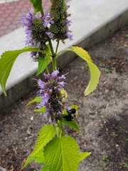 Bombus impatiens