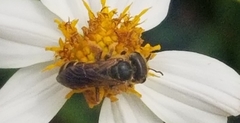 Halictus poeyi